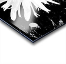 Abstract Black and White Daisy Acrylic print