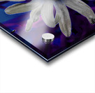 Abstract Neon Dark Daisy Acrylic print