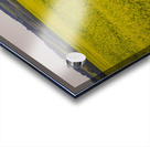 Moose in the canola Acrylic print