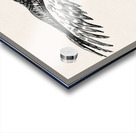 early 1900s owl wingfield Acrylic print