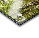 A Walk Through the Scottish Highlands  Acrylic print