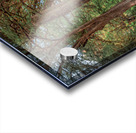 Cypress Path Acrylic print