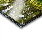 Lush Nature in the Scottish Highlands Acrylic print