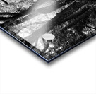 Dark Forest of the Scottish Highlands  Acrylic print