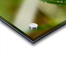 Closeup macro shot of fresh glittering dewdrops on green blade of grass Acrylic print