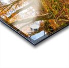 Sun rays in the autumnal forest Acrylic print