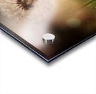 Dandelion Acrylic print