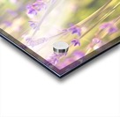 Lavender in Light Acrylic print