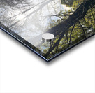 Forest Autumnal Sunlight in the Scottish Highlands Acrylic print