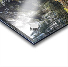 Autumnal Sunlight to the Forest Floor Acrylic print