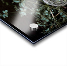 Fallen Tomatillo Acrylic print