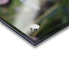 Dragonfly on a Coneflower utah United States Acrylic print