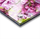 Lilacs Acrylic print