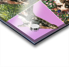 4 Giraffes  Acrylic print