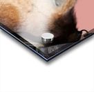 Horse with Pink Acrylic print