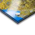 Golden Autumnal Birch Trees in the Scottish Highlands Acrylic print