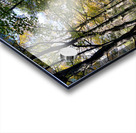 Autumn Arrives in the Forest of the Scottish Highlands Acrylic print