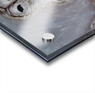 Snow Owl Acrylic print