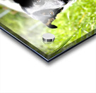 IMG 2439 Acrylic print