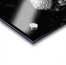 Scenes from the Trail- Fly Agaric in Black and White Acrylic print