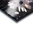 Abstract White Daises Acrylic print