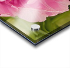 Pink Double Tulip Acrylic print