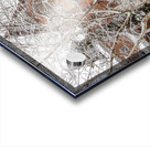 Soft Snowfall in Toronto Acrylic print