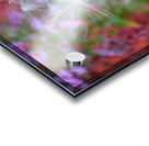 Milkweed Seeds Acrylic print