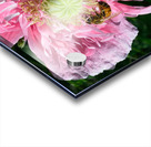 Poppy Peony with Bee Acrylic print