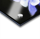 Blue Columbine Rocky Mountain National Park X 4 Acrylic print