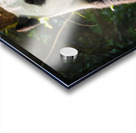 Giant panda bear in China Acrylic print
