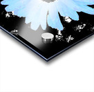 Abstract Blue Daises on a Monochrome Background Acrylic print