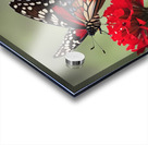 Resting Butterfly on Red Flower Acrylic print