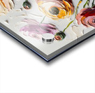 Ranunculus  1 Acrylic print