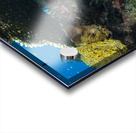 spotted porcupinefish Acrylic print