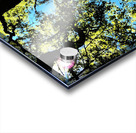 Birch Tree Canopy in Intelligent Art Acrylic print