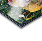 Hoar Frost in the Grass Acrylic print