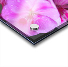 Raindrops Resting on Pink Acrylic print