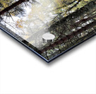 Autumnal Pine and Birch Forest in the Scottish Highlands Acrylic print