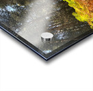 Scenes from the Trail - Ferns in a Scottish Highlands Pine Forest Acrylic print