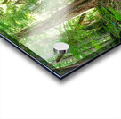 Rain Forest Runoff Acrylic print