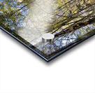 Scottish Highlands Birch Forest Autumnal View Acrylic print