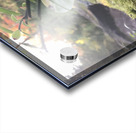 Woodlands Acrylic print