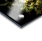  Variegated Holly Wreath  -  Merry Christmas  Acrylic print