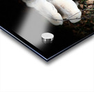 Scenes from the Trail -Autumnal Forest Mushroooms Acrylic print