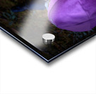 Scenes from the Trail- Mint Tea Acrylic print