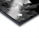 Portraits of Plants- Monochrome Leaves Acrylic print