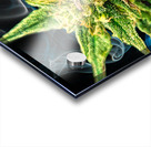 Bud TripleG Acrylic print