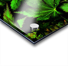  Artistic Autumnal Acer Leaves Too Acrylic print