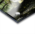 Scottish Woodland  Acrylic print